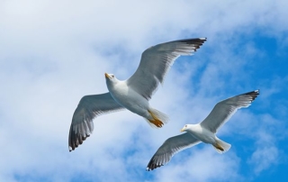 Migrating WordPress to PHP 7